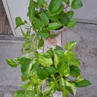 پتوس سبز ساده و زعفرانی گیاه آپارتمانی و مقاوم