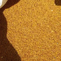 بذر یونجه بغدادی