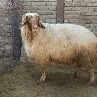 قوچ جوان|حیوانات مزرعه|پلدختر, |دیوار