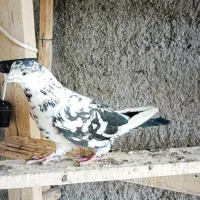 کبوتر پرشی|پرنده|سمنان, |دیوار