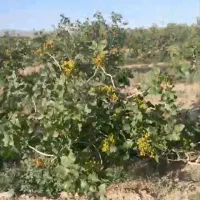 باغ پسته