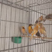 قناری نر و ماده