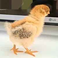 فروش دستگاه جوجه کشی ارکام کره ای ۲۴ عددی