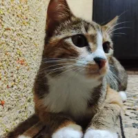 گربه رایگان|گربه|لاهیجان, خالو باغ|دیوار