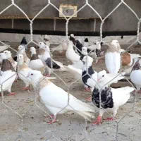 تعدای کبوتر طوقی