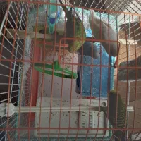 مرغ عشق|پرنده|اردبیل, |دیوار