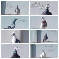 کبوتر پلاک عراق طوقی کله سنجاقی