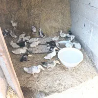 اردک نیمچه