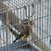 سهره سهره قناری|پرنده|ری, دیلمان|دیوار