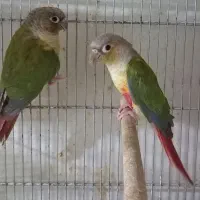 عروس هلندی، گرینچیک، طوطی برزیلی، مرغ عشق، فنچ