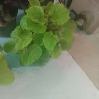 ۵ عدد گل زیبا برای خونه هاتون فقط فقط ۵۰۰