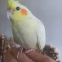 عروس هلندی ماده لوتینو کاملا اهلی|پرنده|تبریز, |دیوار