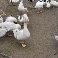 فروش گله اردک محلی و اسرائیلی