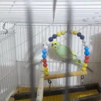 مرغ عشق بالغ