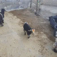 دو بیگ نر دو بیگ ماده