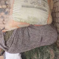 فروش مقداری کاه گندم ودوبسته یونجه ویک گونی جو
