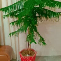 سلام فروش کاج مطبق