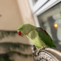 شاخ طوطی گمشده الهیه ۴۵