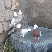 طوقی|پرنده|مبارکه, |دیوار