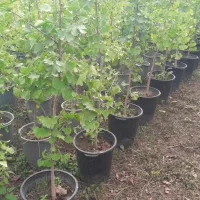 فروش ژینکو از نشا تا نیم زباله