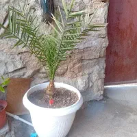 درخت چه نخل