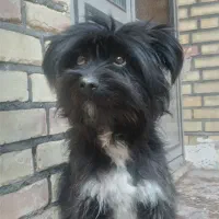 فروش سگ|سگ|اهر, |دیوار