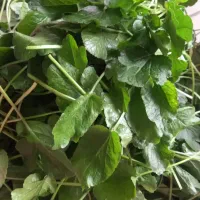 سبزی محلی