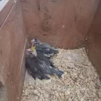 طوطی عروس سرلاکی برای سخنگوکردن