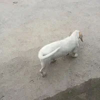 توله شکاری|سگ|صومعه‌سرا, |دیوار