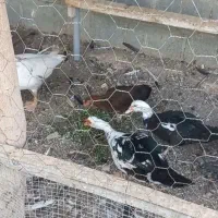 فروش یک جفت اردک مصری