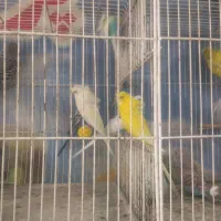 کلکسیونی بینظیرازدنیای مرغ عشق  آیهان|پرنده|خوی, |دیوار