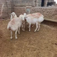 شیشک وارداتی