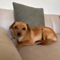 واگذاری سگ اشپیتز