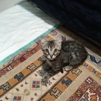 واگذاری رایگان گربه با شرایط موجه