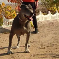 سگ به سرقت رفته در محدوده حمیدآباد