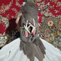 کبوتر قهوه دم سفید|پرنده|جنت, |دیوار