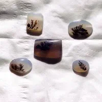 نگین شجر و فیروزه زیبا