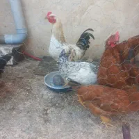 مرغ