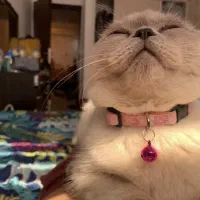 گربه اسکاتیش فولد ماده بلوپوینت عقیم نشده|گربه|کرج, شهرک بنفشه|دیوار