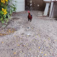 مورغ‌و‌خروس‌شرته‌سالم‌وبدون‌عیب|حیوانات مزرعه|اهواز, کیانشهر|دیوار