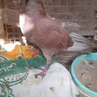 کبوتر رواعب لانگ فیس|پرنده|قم, حاج زینل|دیوار