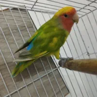 طوطی برزیلی ومرغ عشق