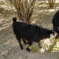 بز آبستن همراه بزغاله حراج|حیوانات مزرعه|خاش, |دیوار