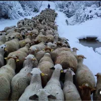 مزرعه بزرگ گوسفند فروشی مالدار