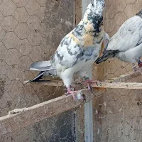 کفتر یا کبوتر