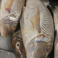 ماهی تازه صید روز