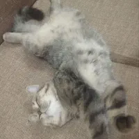 گربه نژاد دار به سرپرستی میگیرم