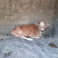 گاو جرسی دو رگه به همراه گوساله ماده|حیوانات مزرعه|میناب, |دیوار