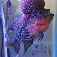 ماهی فلاور هورن