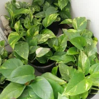 گل پتوس|گل و گیاه طبیعی|کیاشهر, |دیوار